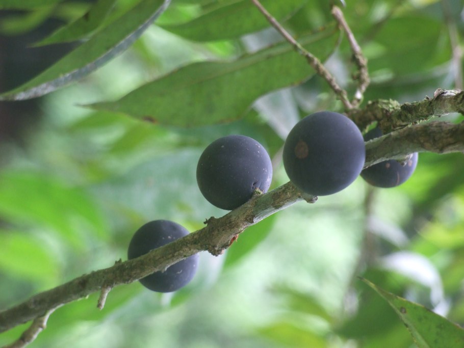 Ромовая ягода Мирциария