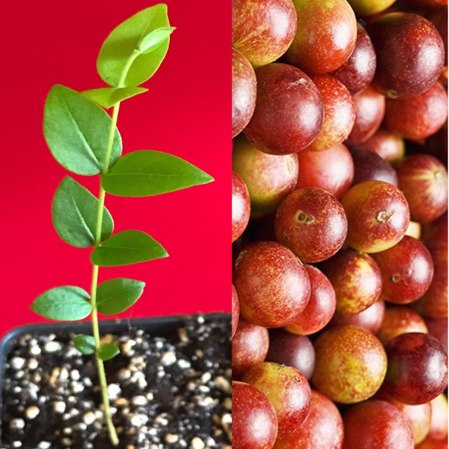 Камю Камю ягода