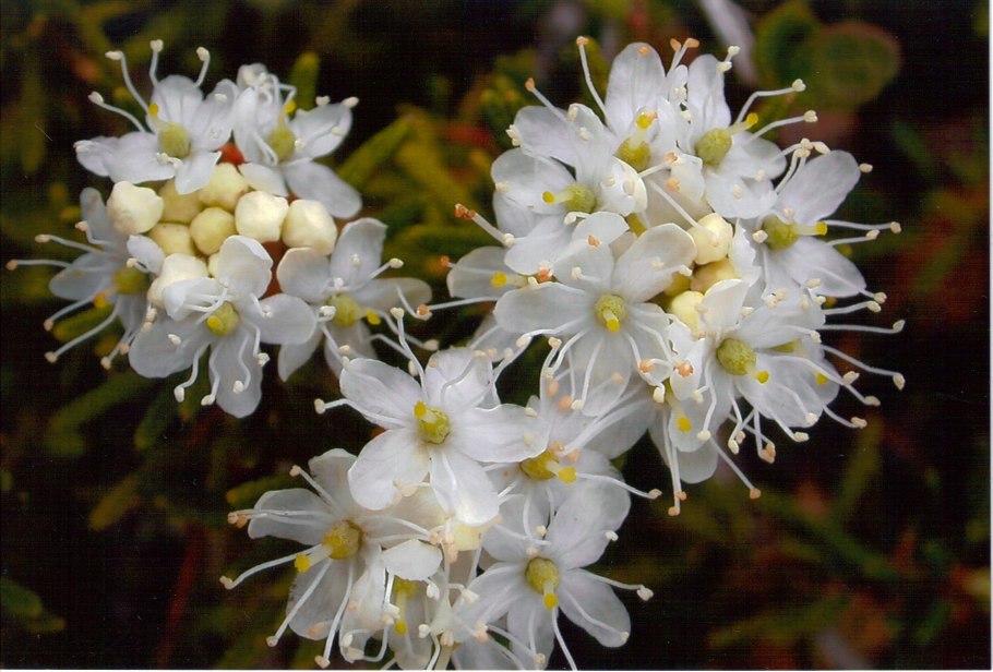 Багульник Сибирский