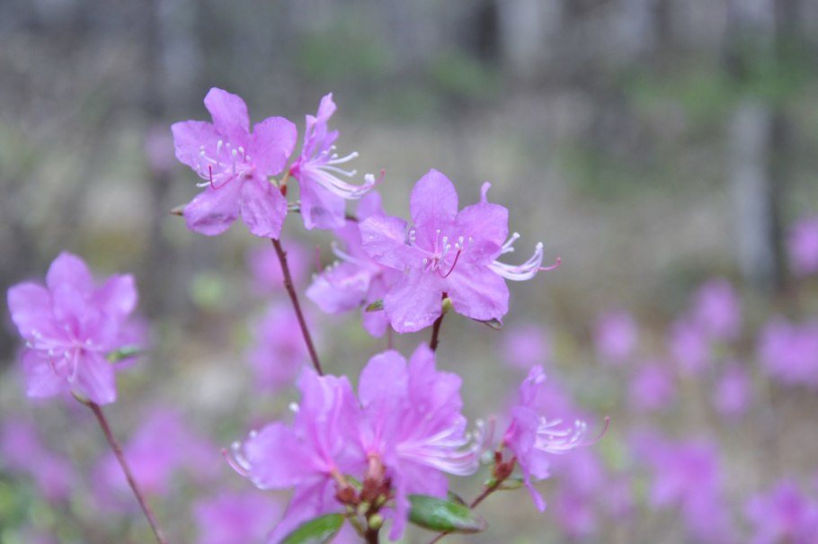 Рододендрон даурский багульник