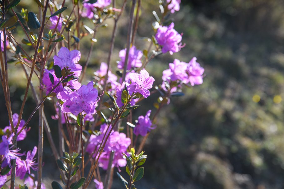 Рододендрон ледебура багульник