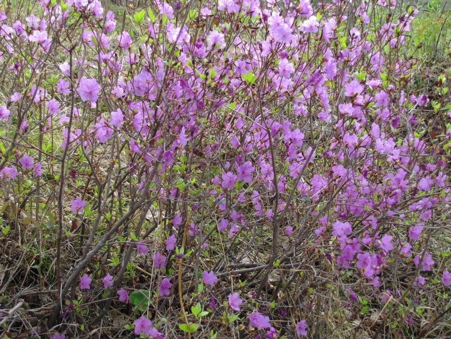 Даурский рододендрон – багульник байкал