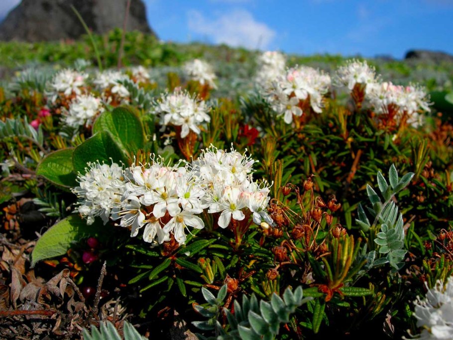 Багульник простёртый Ledum decumbens
