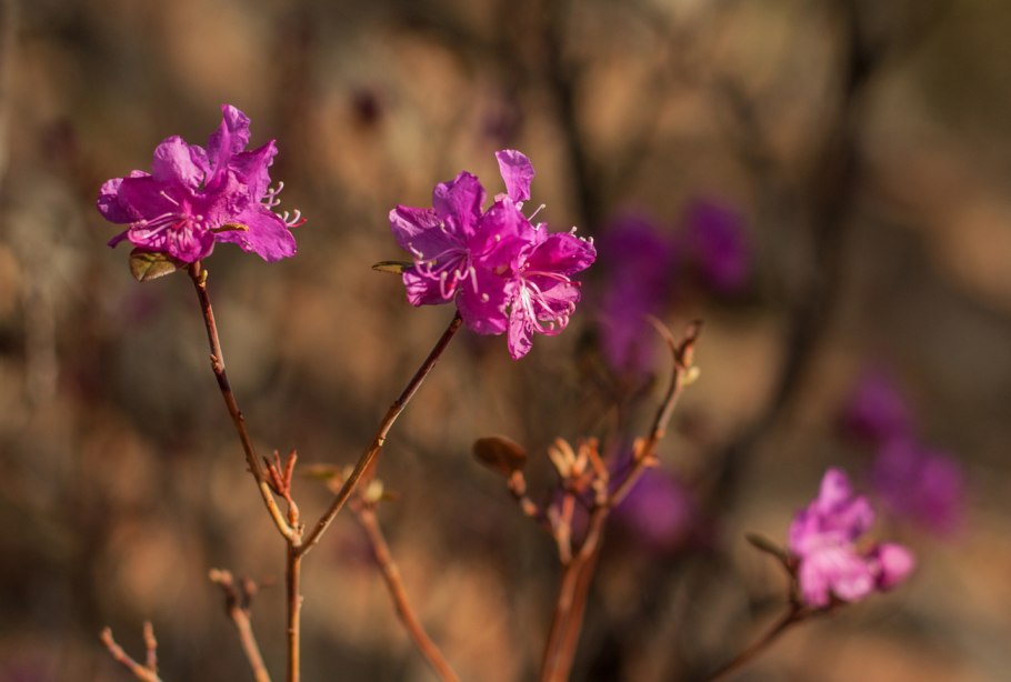 Багульник Сибирский