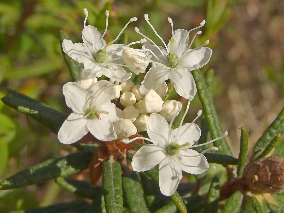 Багульник болотный цветение