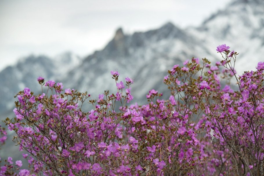 Рододендрон даурский маральник