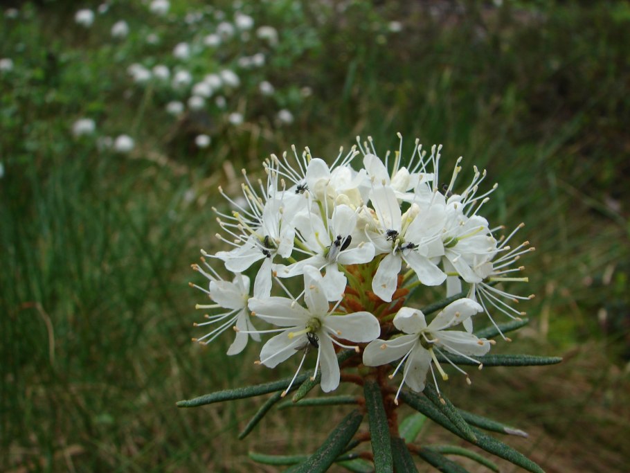 Багульник простёртый Ledum decumbens