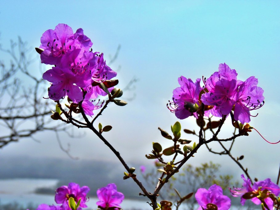 Рододендрон даурский багульник