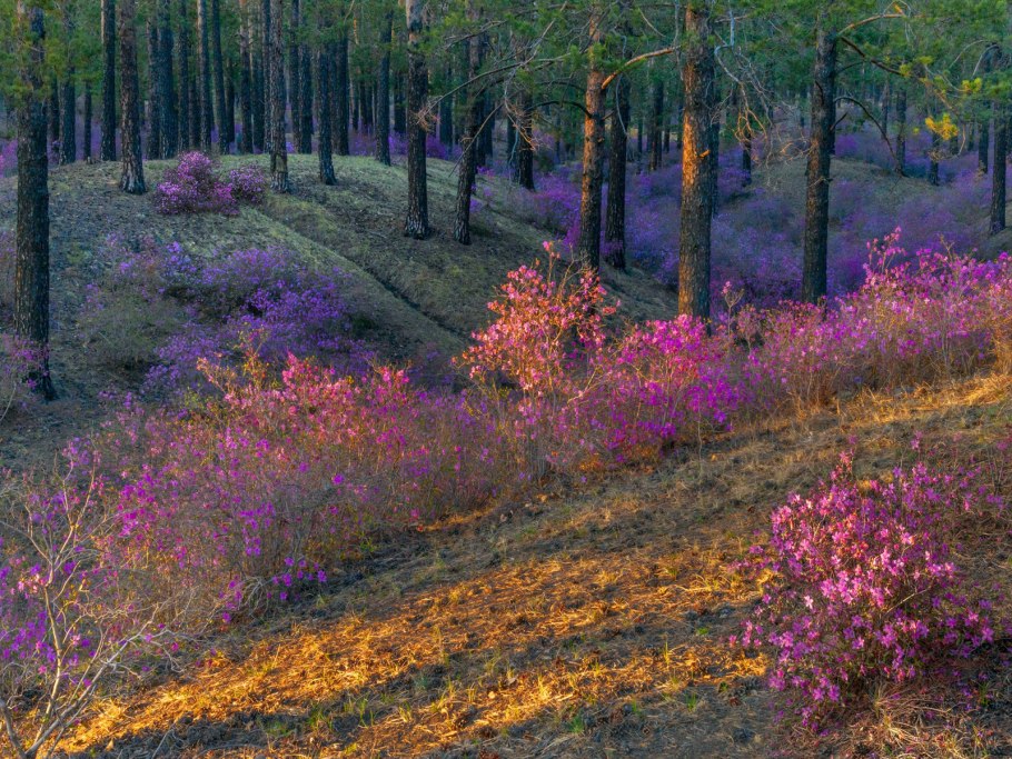 Природа забайкальского края багульник