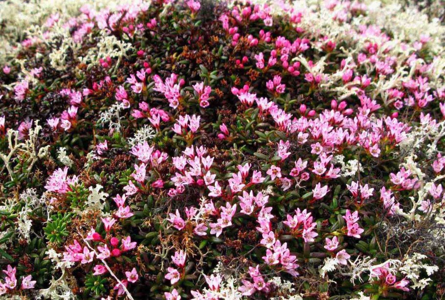 Кустарники Сибири