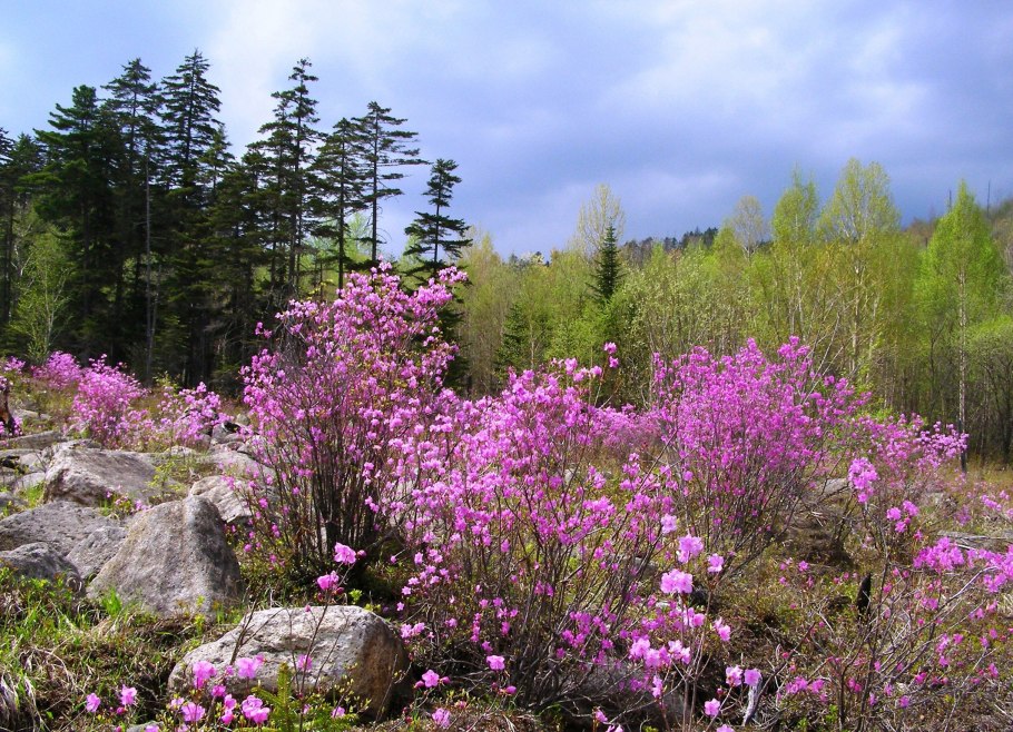 Багульник Ледебура