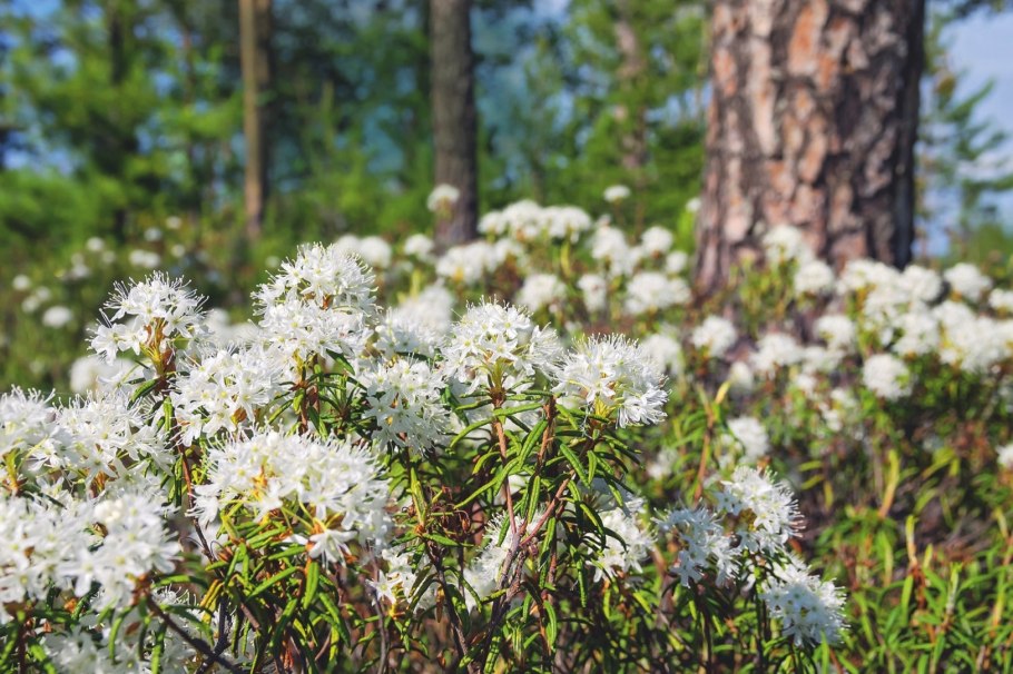 Багульник Сибирский зимой