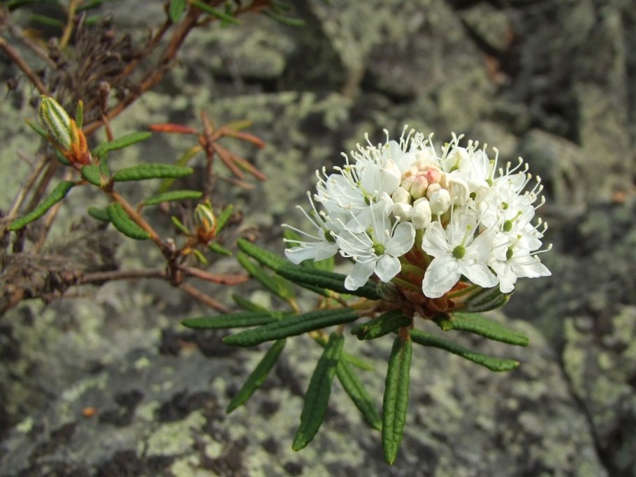 Багульник в тундре