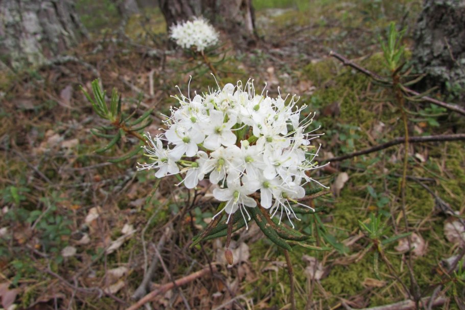 Багульник можжевельник