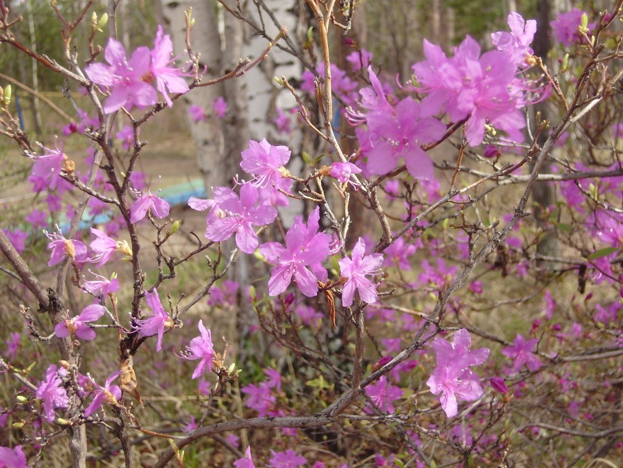 Цветок багульник