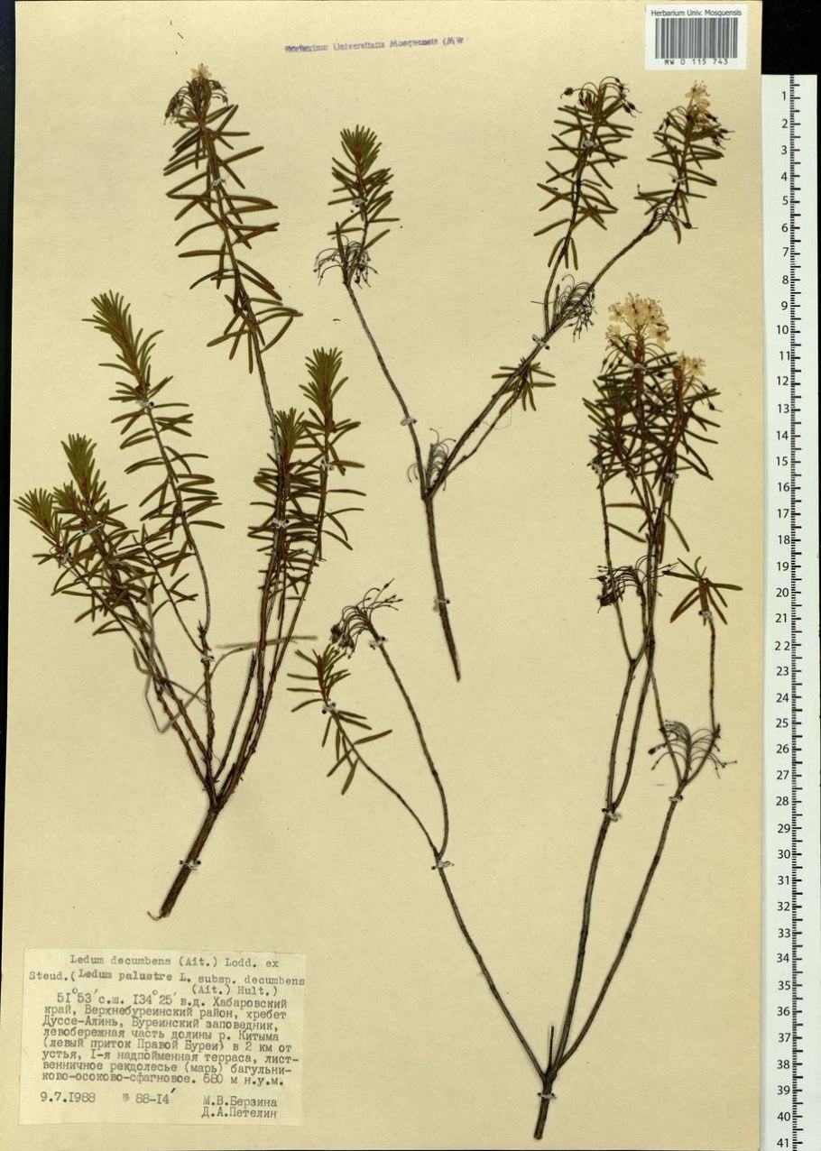 Сопки багульник Забайкалье