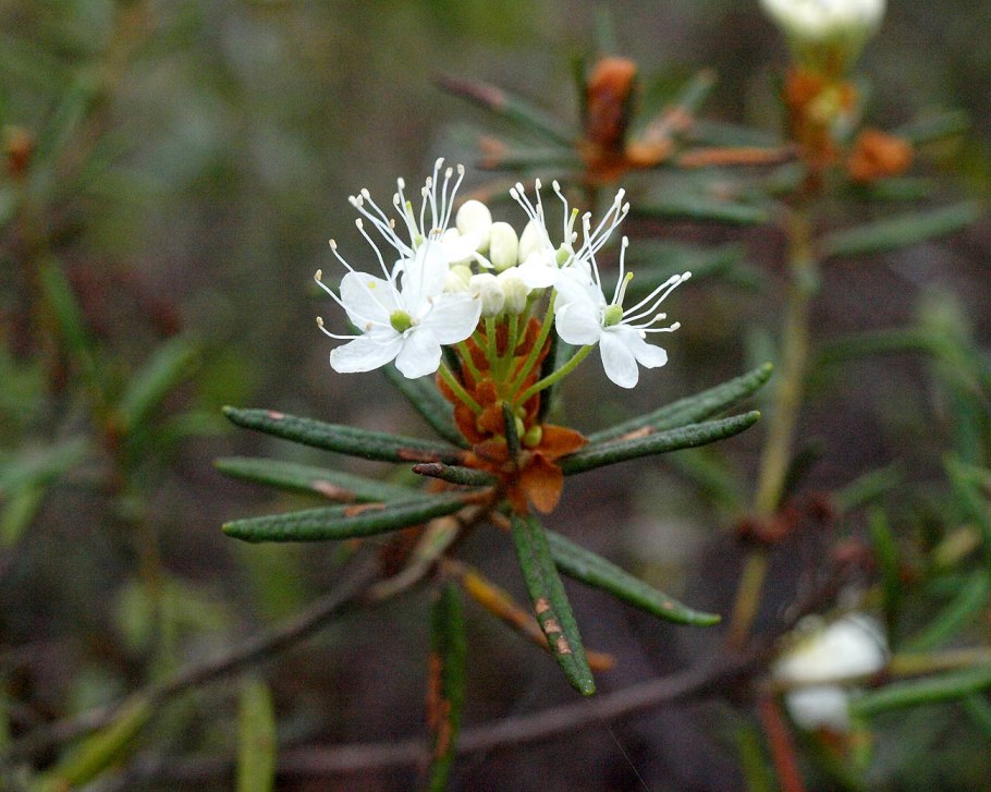 Багульник (ledum palustre)