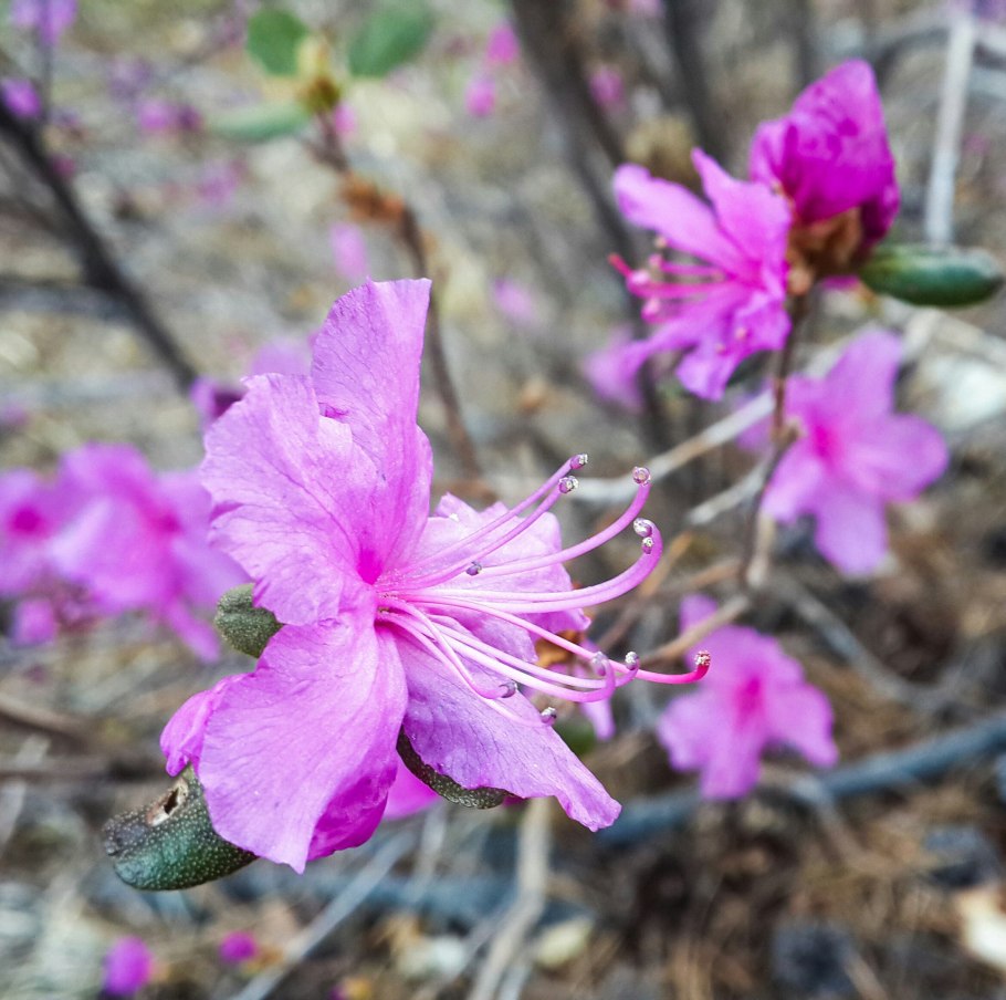 Маральник багульник сибирский рододендрон даурский