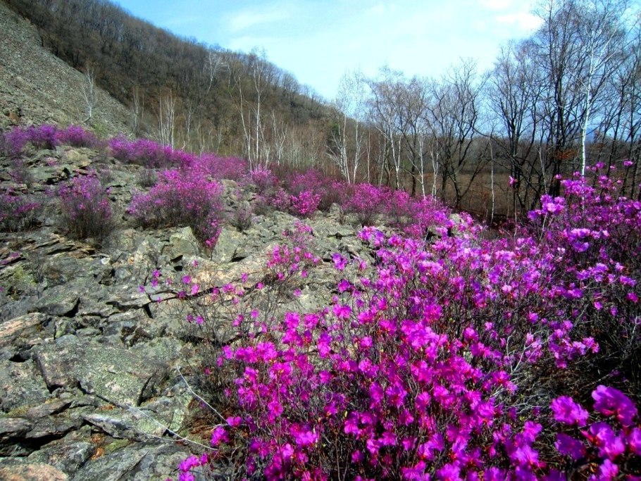 Багульник дальневосточный