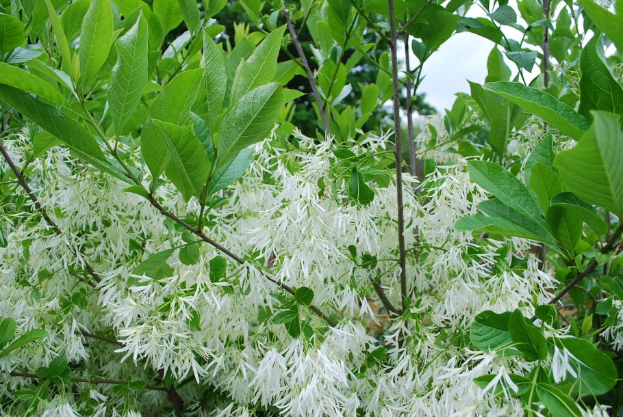 Хионантус виргинский