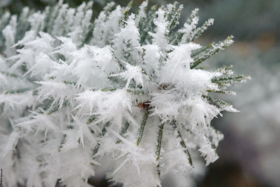 Хионантус в Сочи