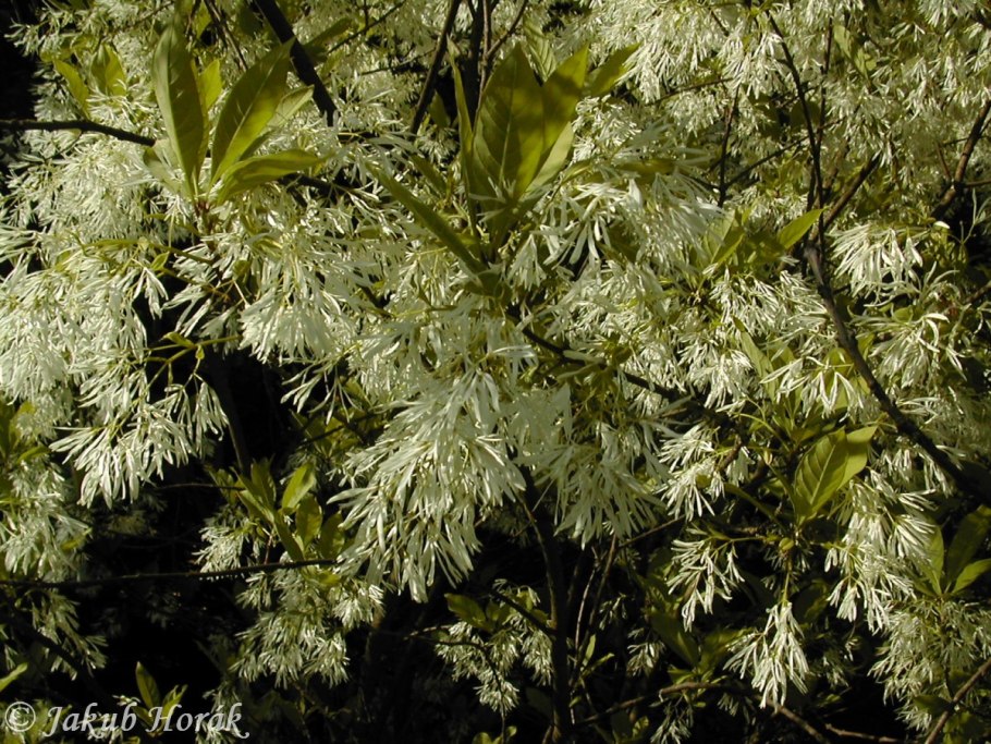 Куст  5.07  57