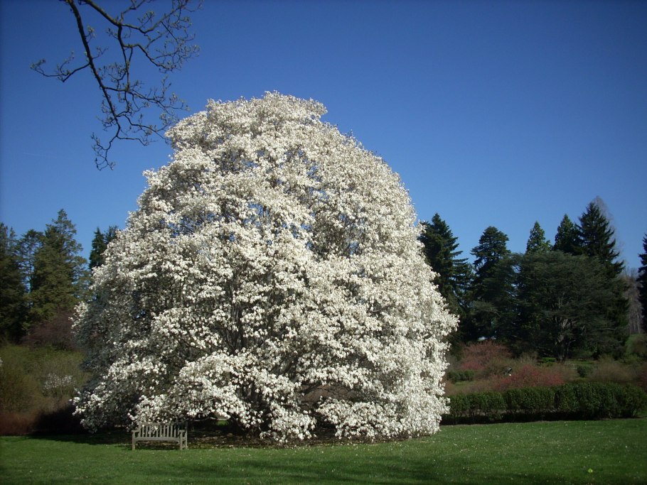 Магнолии кобус