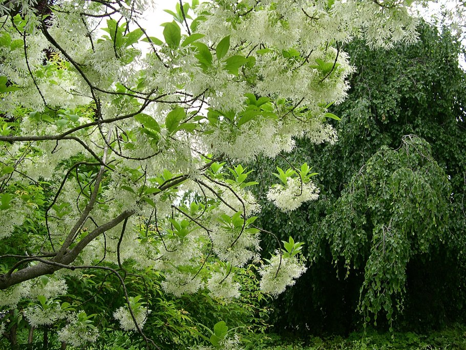 Chionanthus virginicus