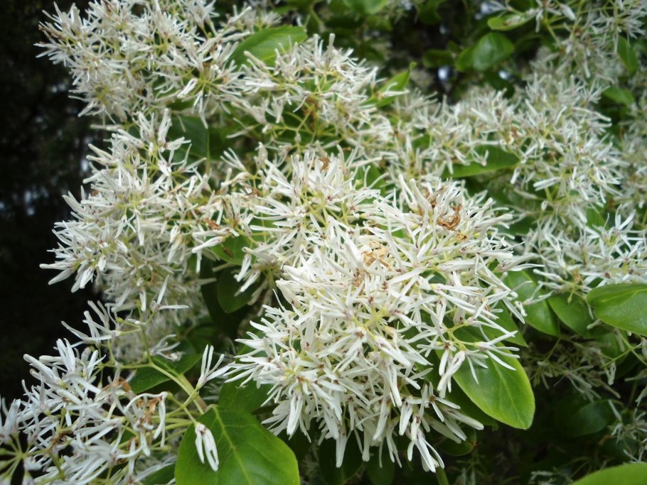 Снежноцвет виргинский