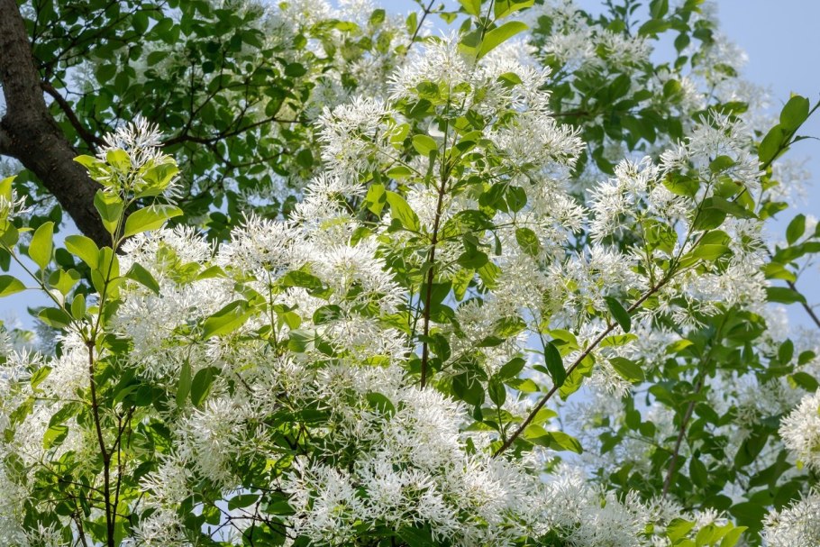 Хионантус виргинский