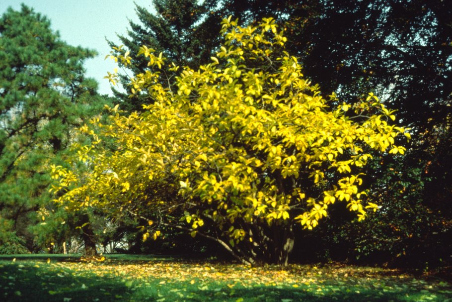 Деревья в Москве которые цветут в июне