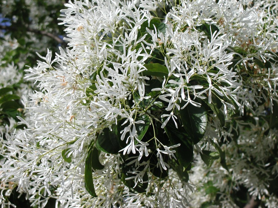 Chionanthus virginicus