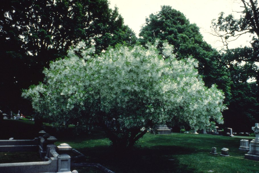 Хионантус retusus