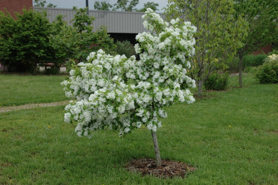 Снежноцвет цветок