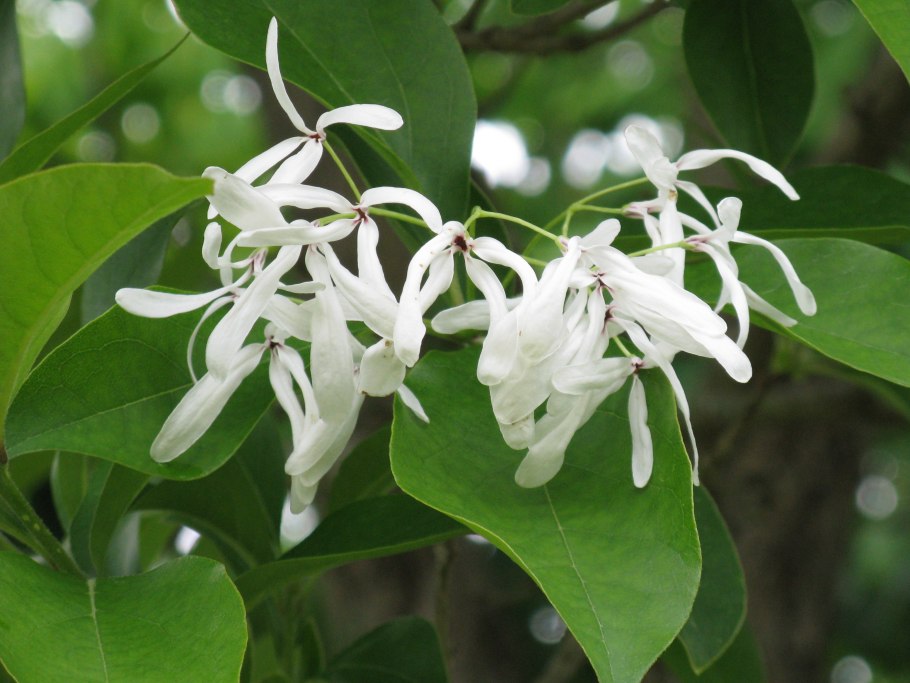 Хионантус виргинский