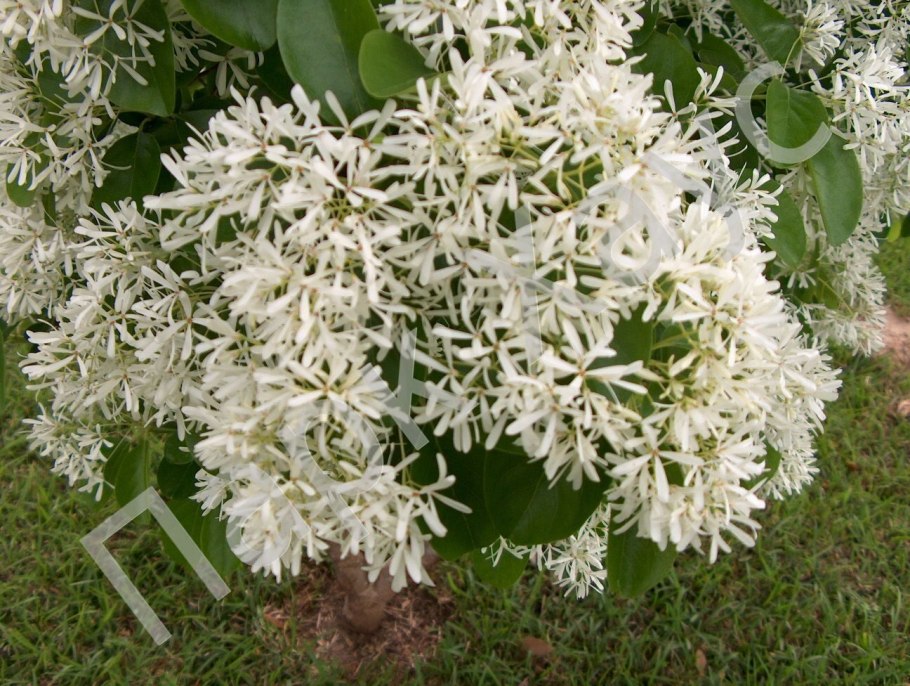 Снежноцвет виргинский зимостойкость