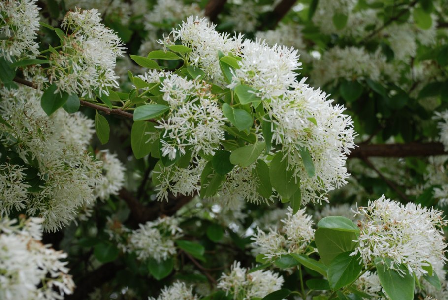 Chionanthus virginicus