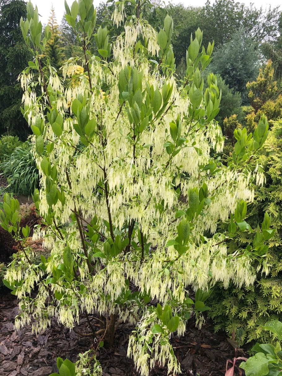 Chionanthus virginicus