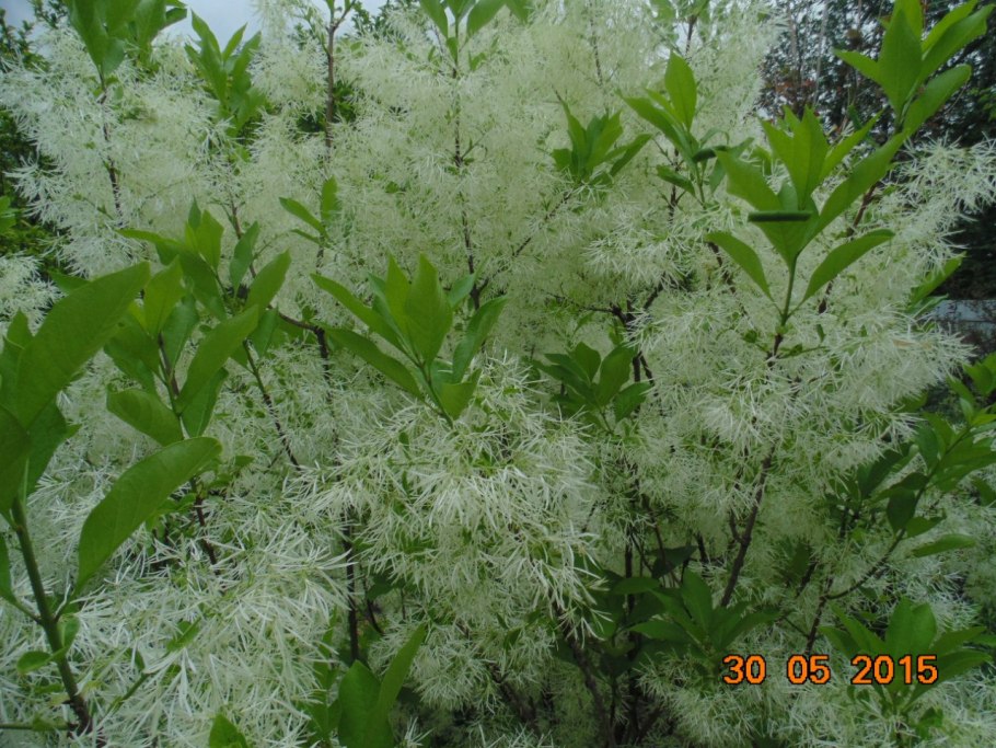 Снежноцвет виргинский