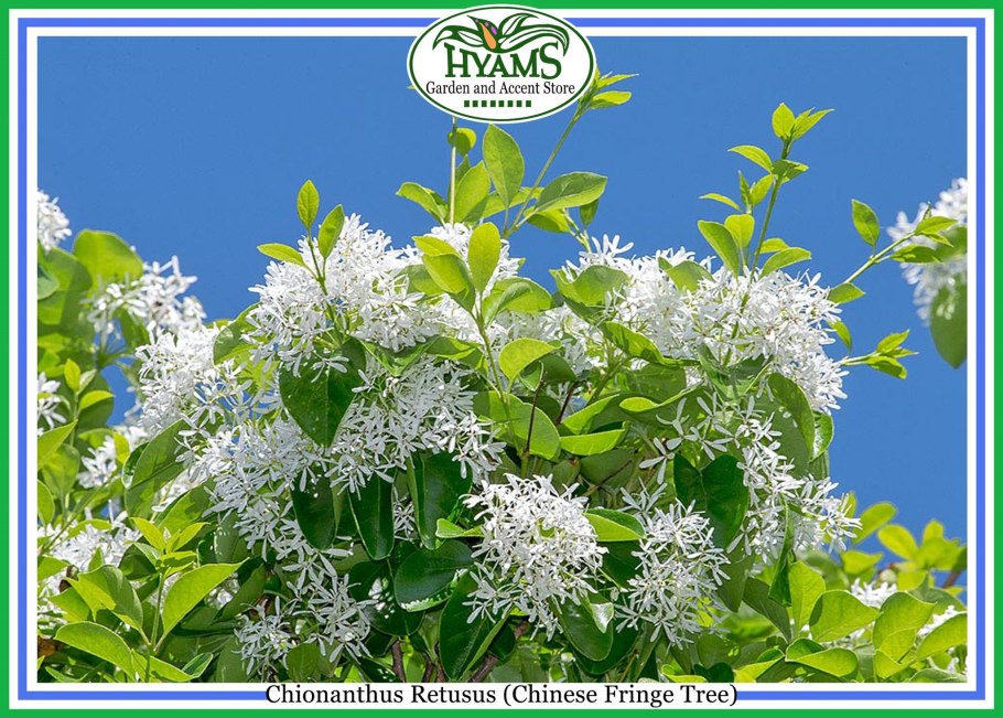 Хионантус виргинский