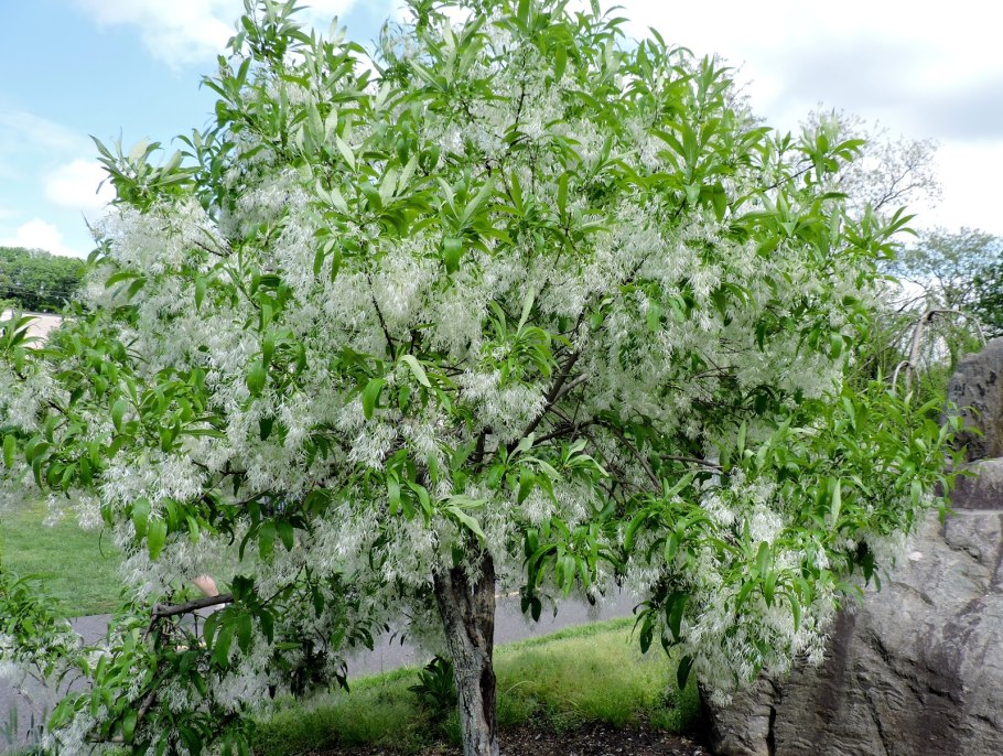 Хионантус виргинский