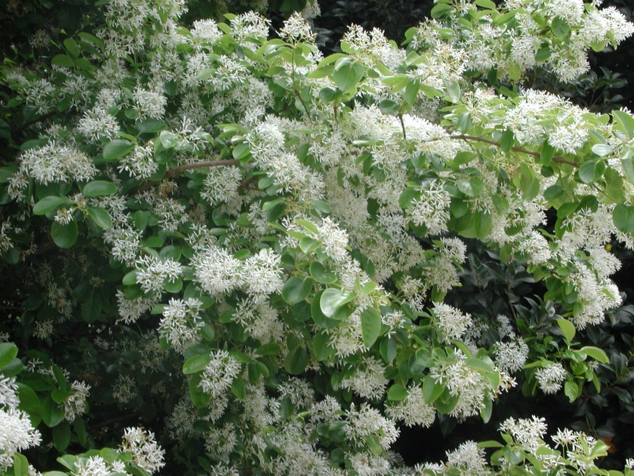 Снежноцвет виргинский