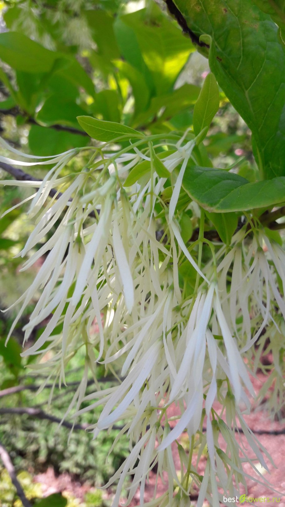 Дерево Снежноцвет