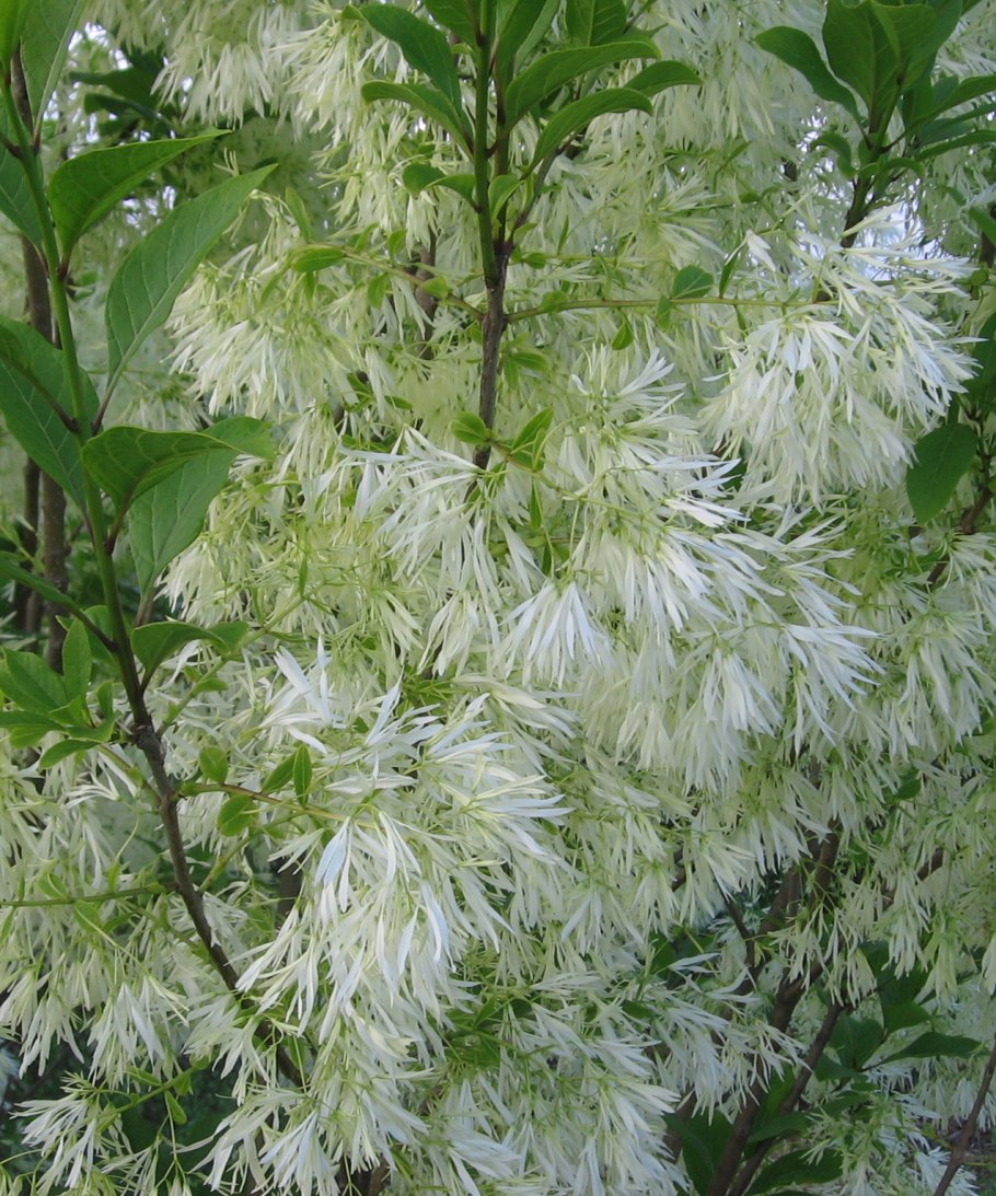 Снежноцвет виргинский женская