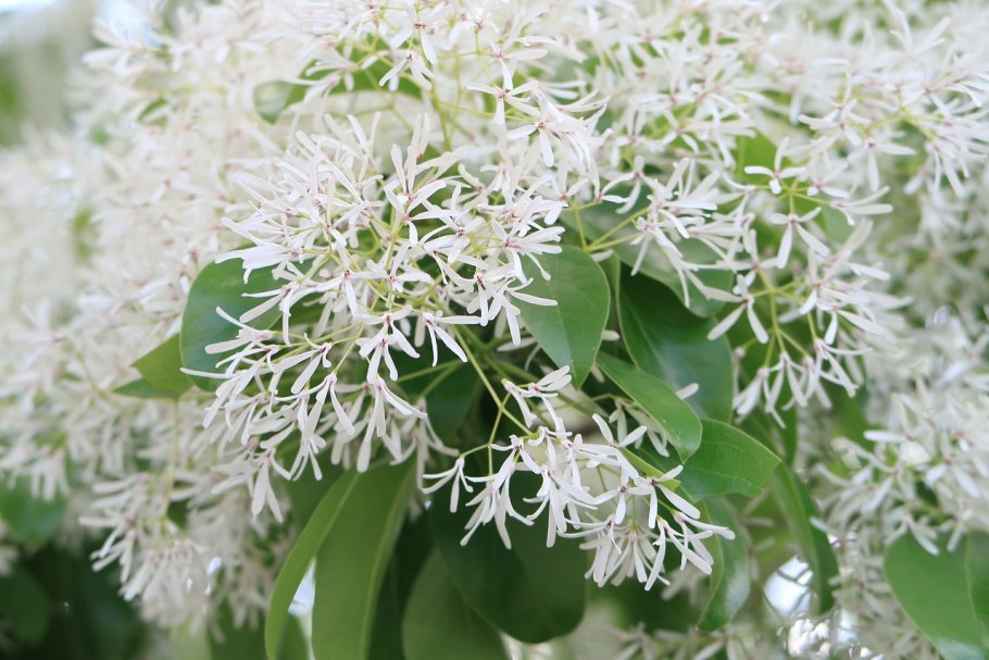 Хионантус (Снежноцвет)