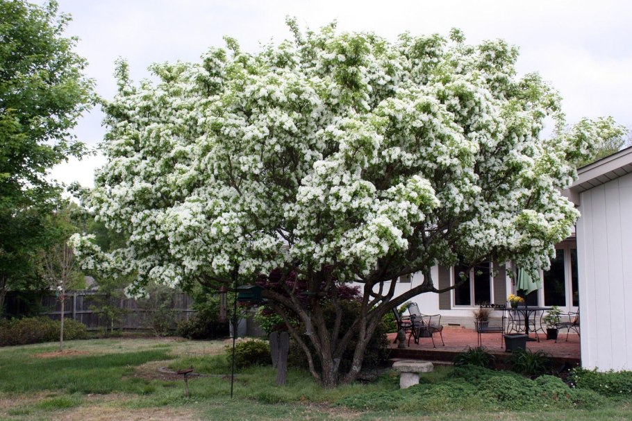 Хионантус виргинский