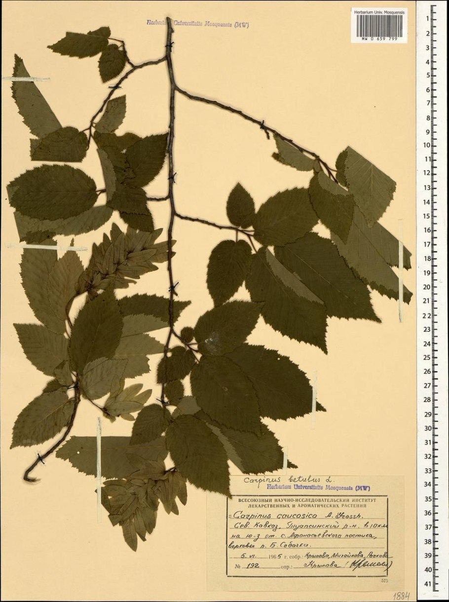 Граб определитель