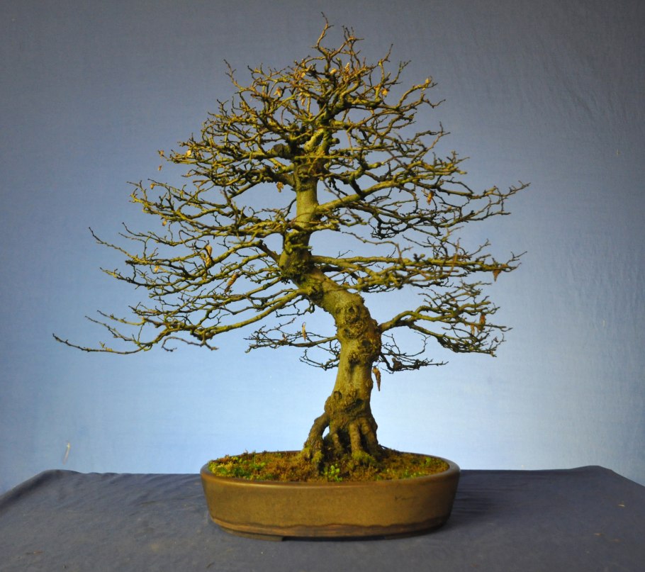 Граб Восточный грабинник