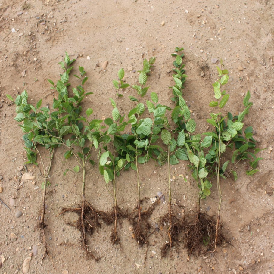 Корейское дерево Dak