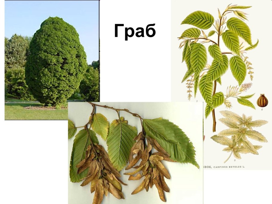 Carpinus betulus columnaris граб
